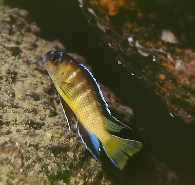 Tropheops biriwira 'Mumbo Island'